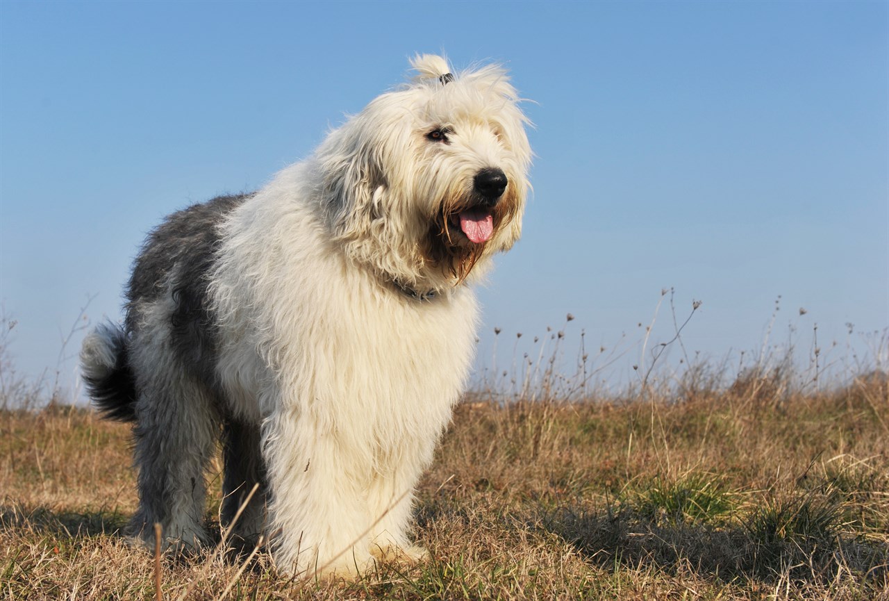 Old English Sheepdog Dog standing on dried tall grass smiiling with tongue stick out