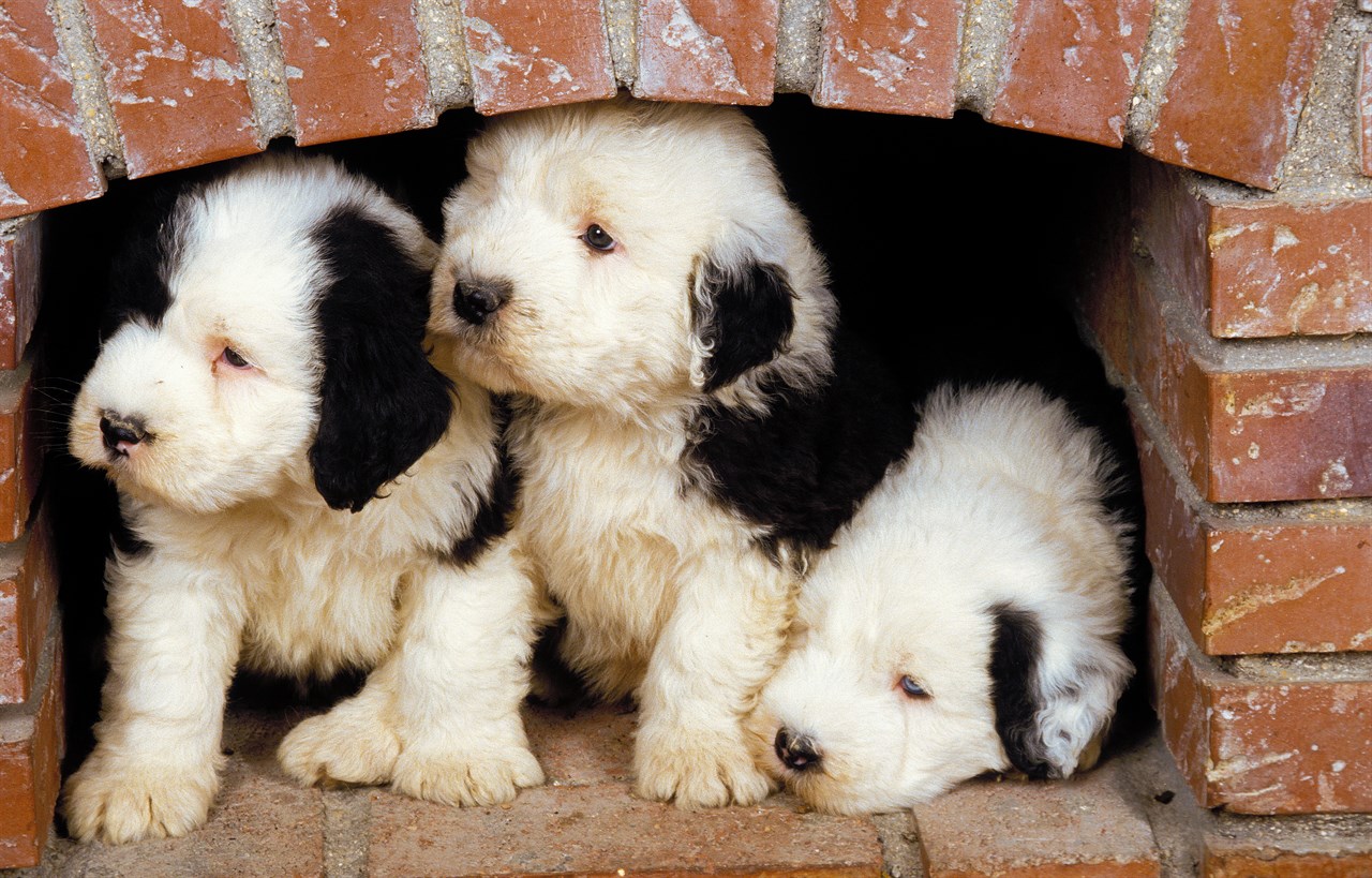 Three Old English Sheepdog Puppies playing inside small brick oven