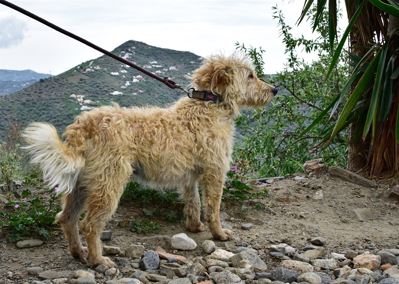 Otterhound Dog enjoy hiking wearing a leash