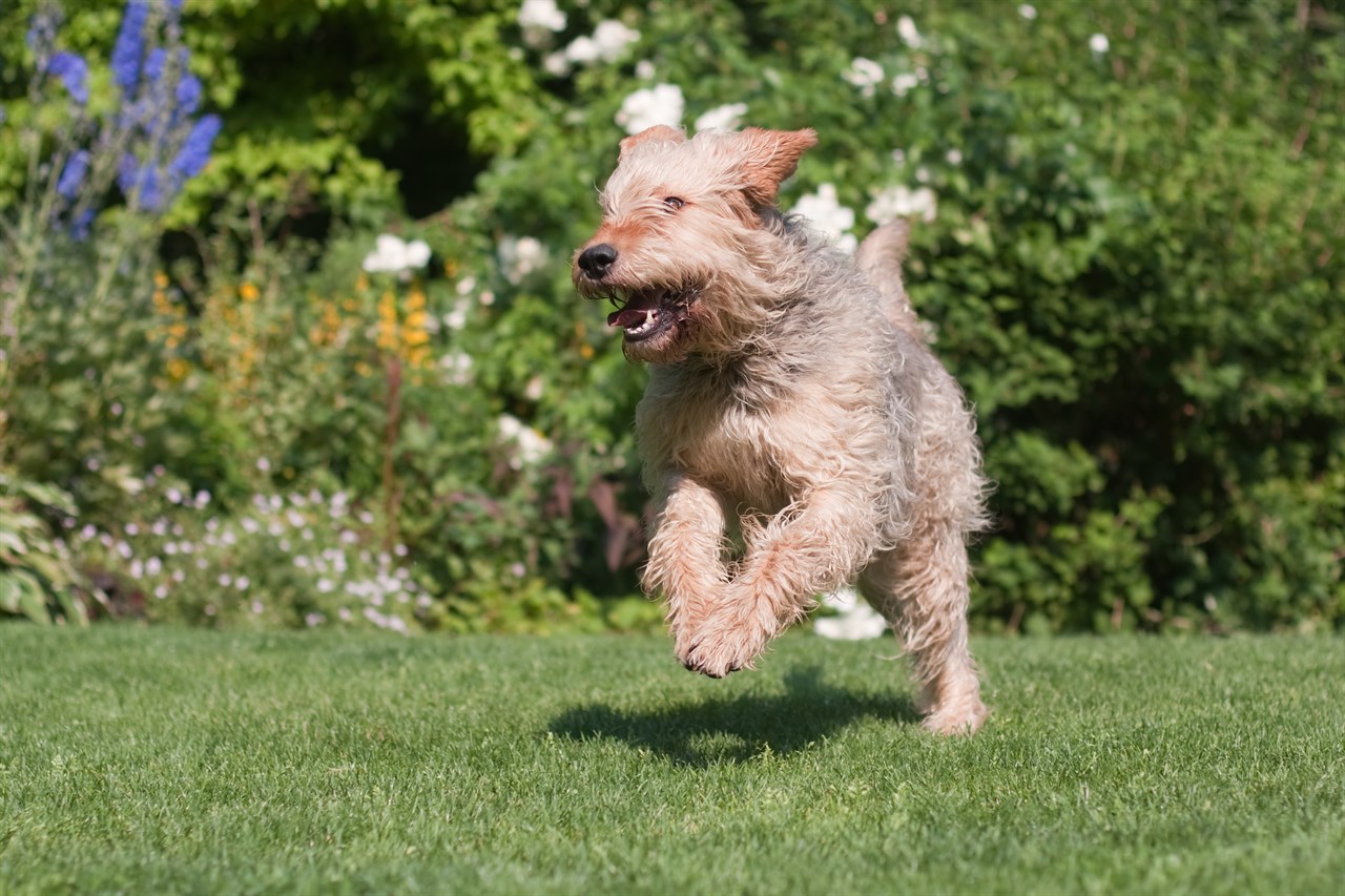 Otterhound Dog happily running on green grass near flower garden