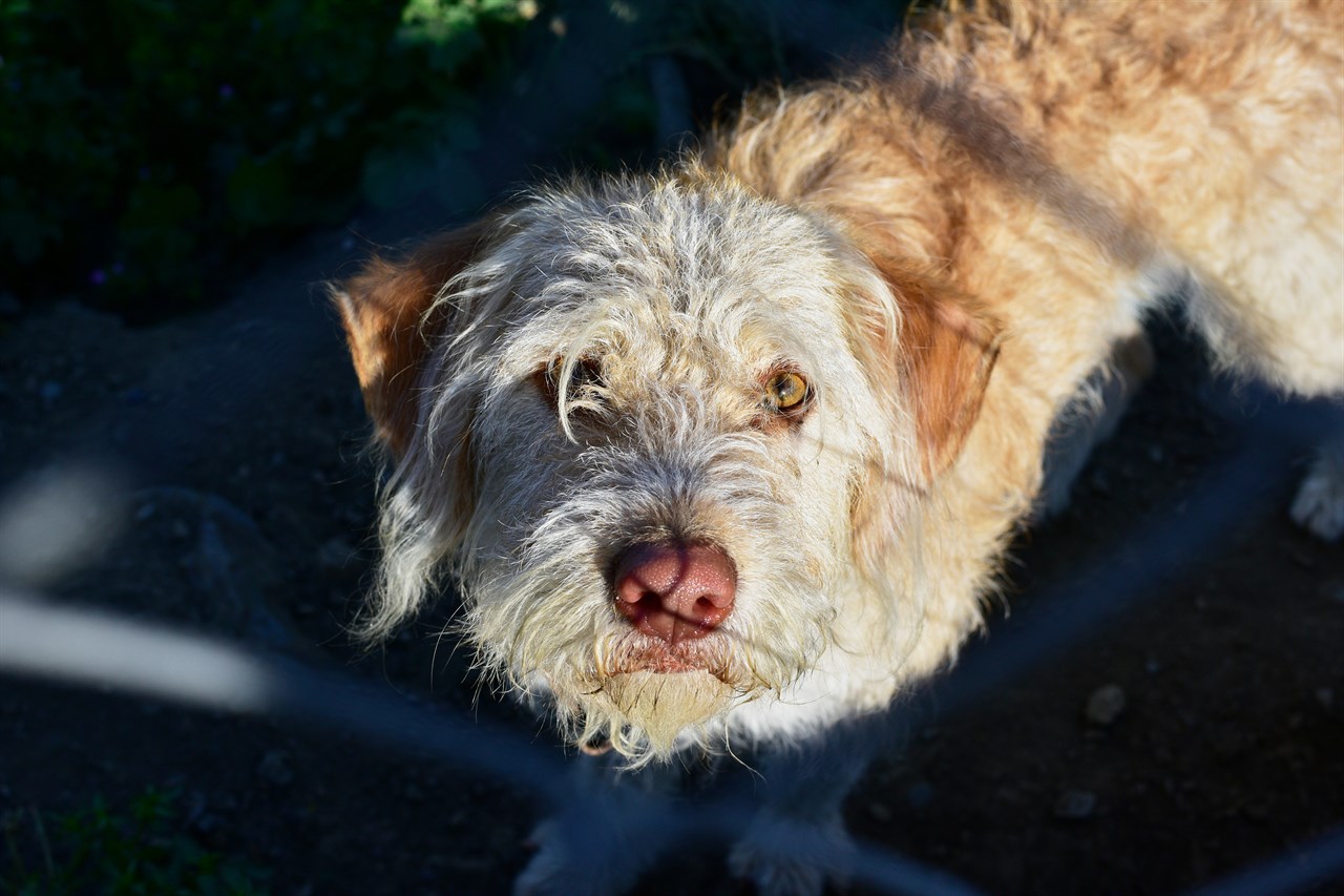 Close up view of Otterhound Dog face looking up towards the camera