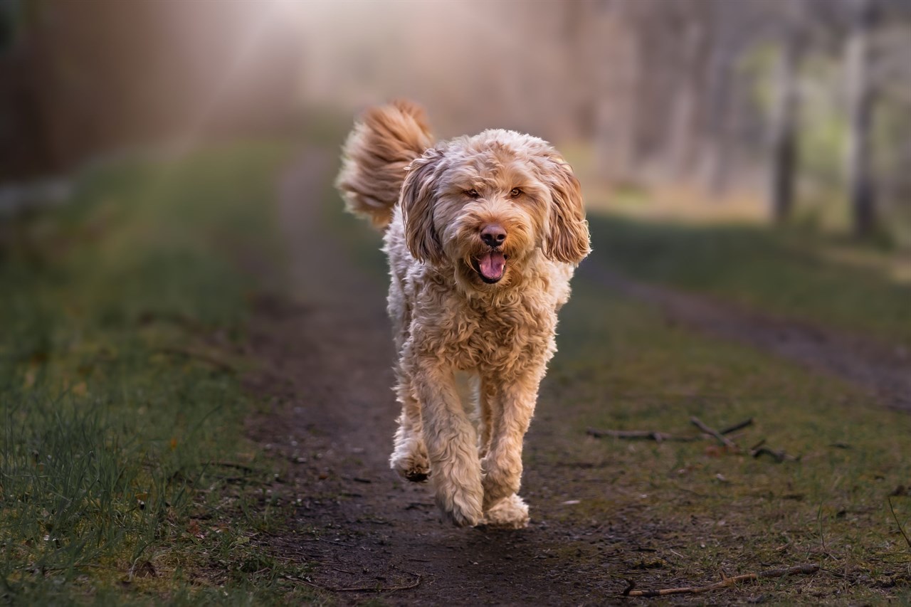 Aesthetic photo of Otterhound Dog walking in the woods with sun shining down