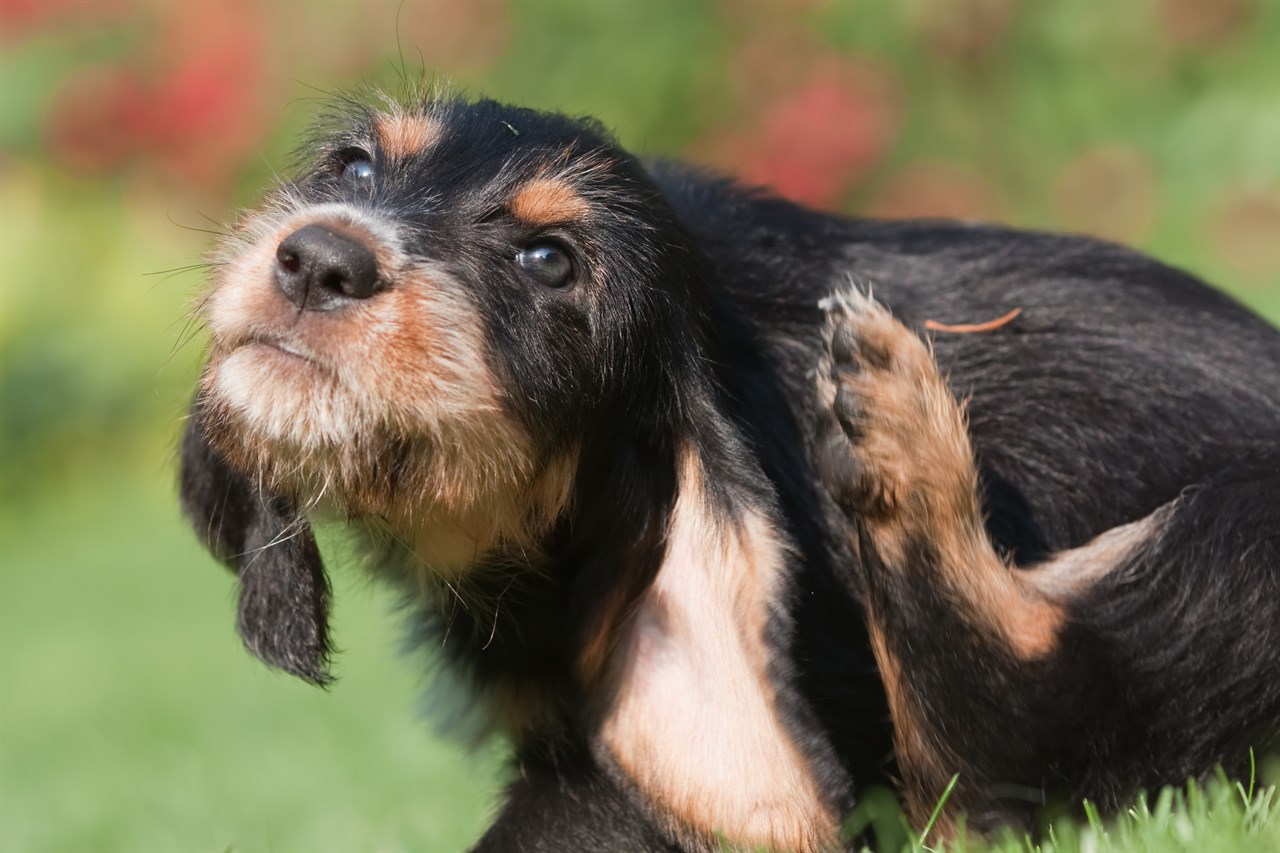 Otterhound Puppy scratching its ear outdoor