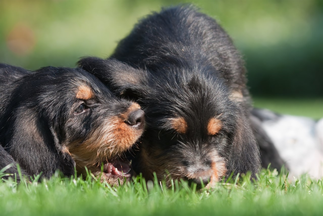 Two Otterhound Puppies playing together on green grass