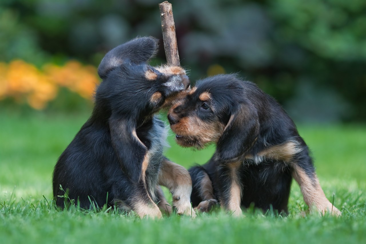 Two Otterhound Puppies playing with wood stick on green grass