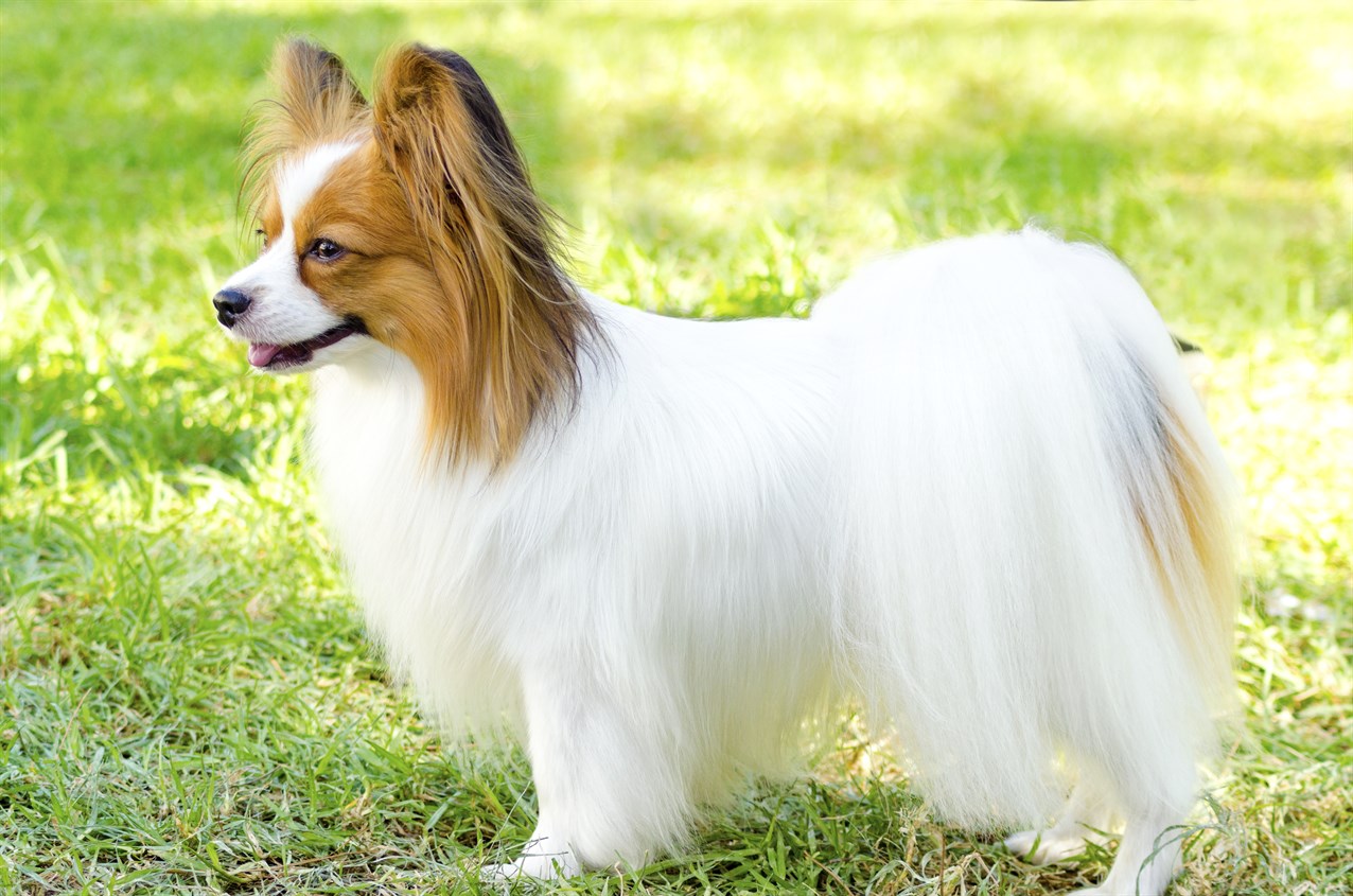 Side view of Papillon Dog standing on green grass with sun shining down