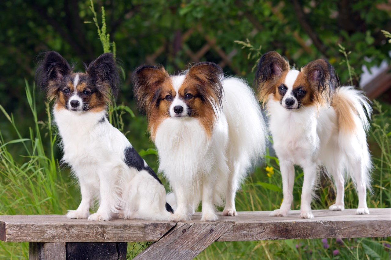 Three Papillon Dogs standing on small wood bench all looking towards camera