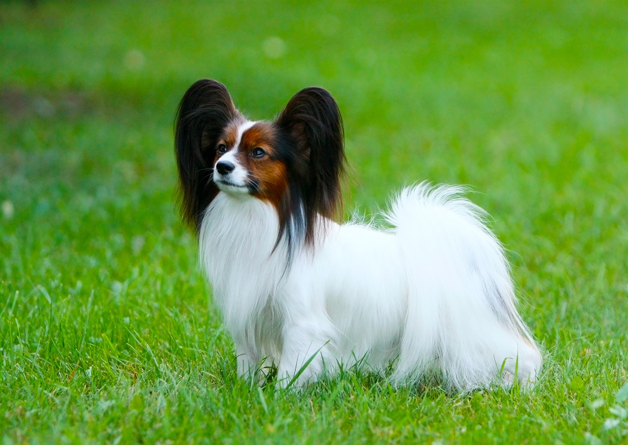 Beautiful Papillon Dog standing on bright green grass looking up