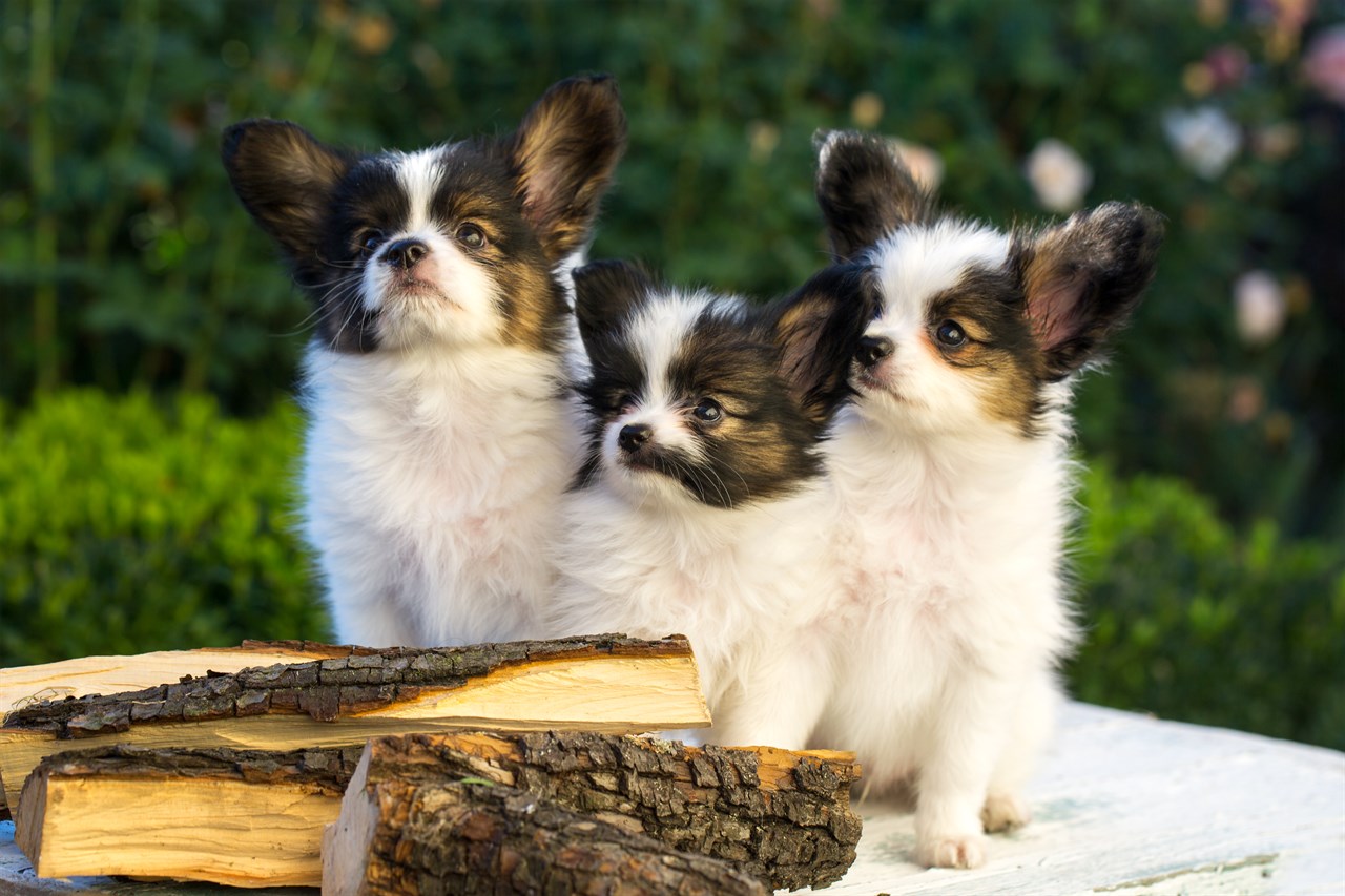 Three Papillon puppies standing on picnic table with small cut tree log