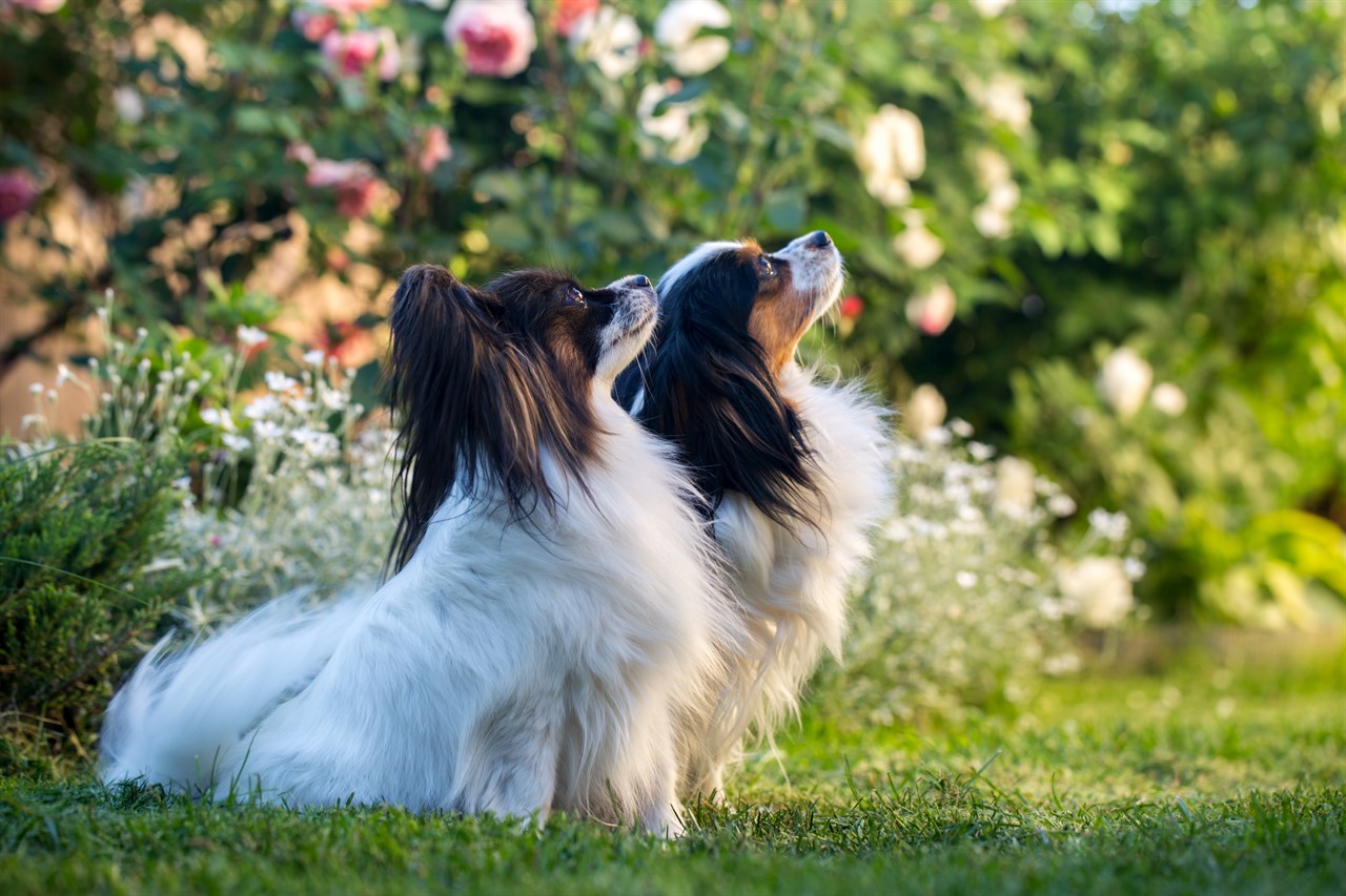 Two Papillon Dog looking up next to flower garden