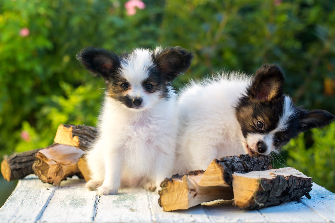 Two Papillon Puppy looking cute towards camera standing on picnic table