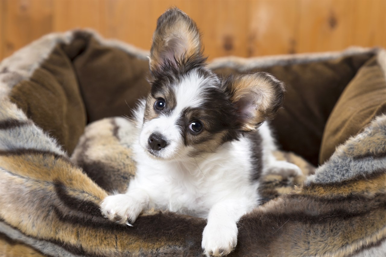 Papillon Puppy sitting in oversize brown dog bed