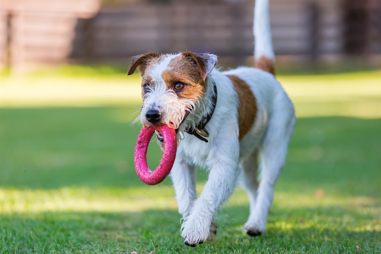 Parson Russell Terrier Dog playing with pink donut chew toy