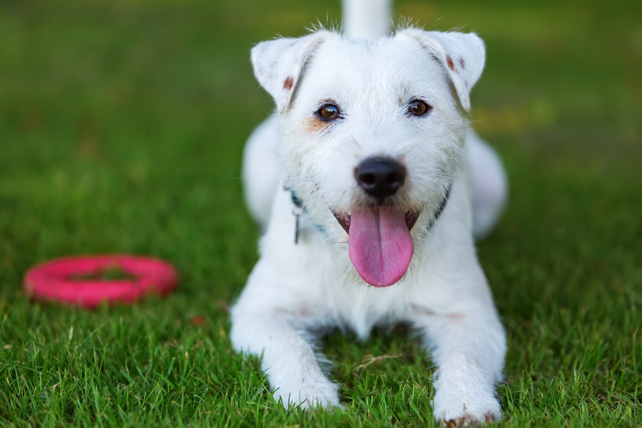 Parson Russell Terrier Dog sitting on its belly looking straight towards camera smiling wide