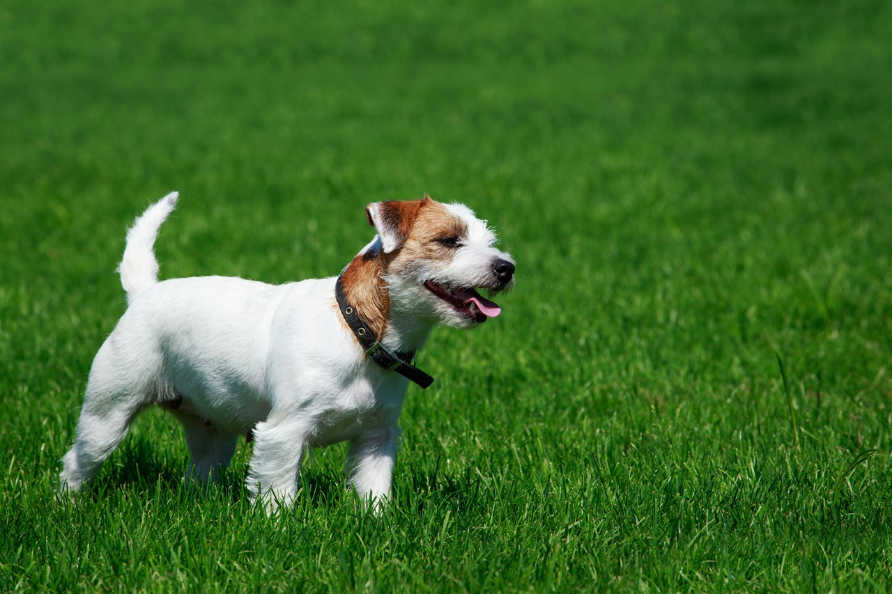 Parson Russell Terrier Dog standing on beautiful green grass wearing black collar