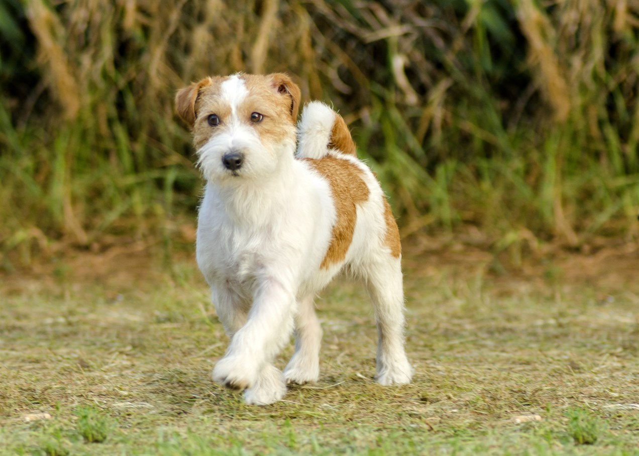 Parson Russell Terrier Dog walking on dried grass ground