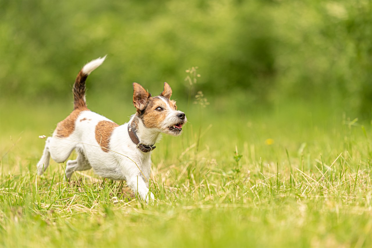 Parson Russell Terrier Dog happily running across beautiful tall grass on sunny day