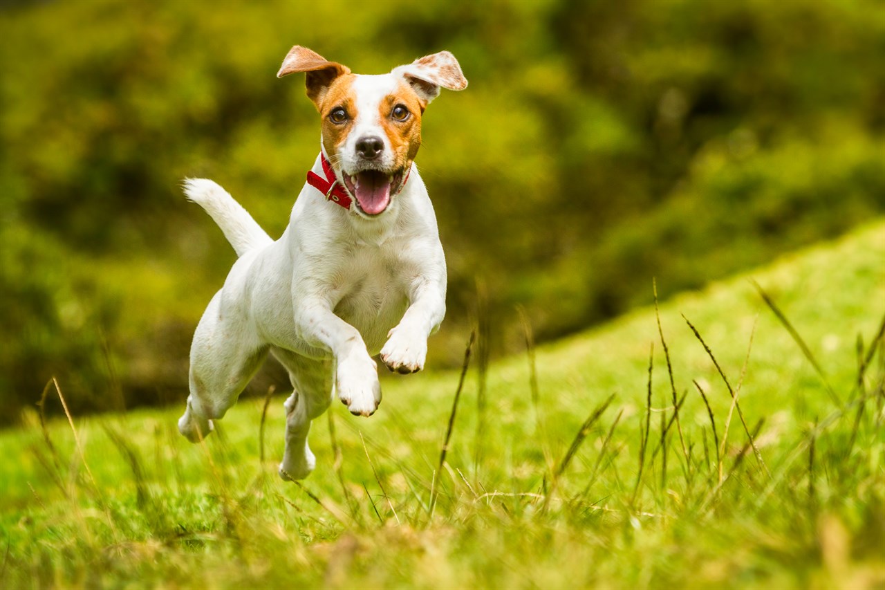 Parson Russell Terrier Dog looks towards camera jumping around enjoying day