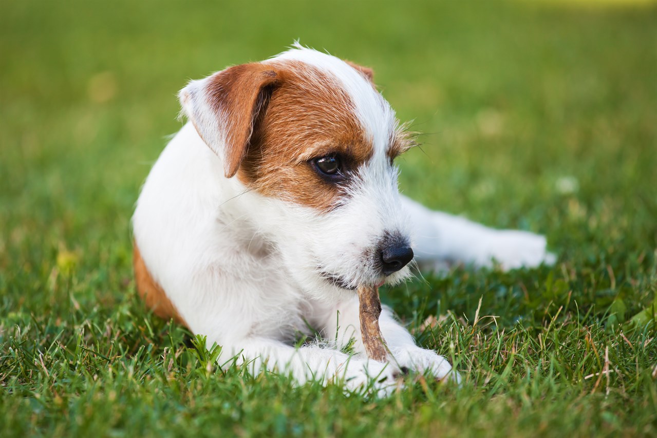 Close up view of Parson Russell Terrier Puppy playing with wood stick outdoor