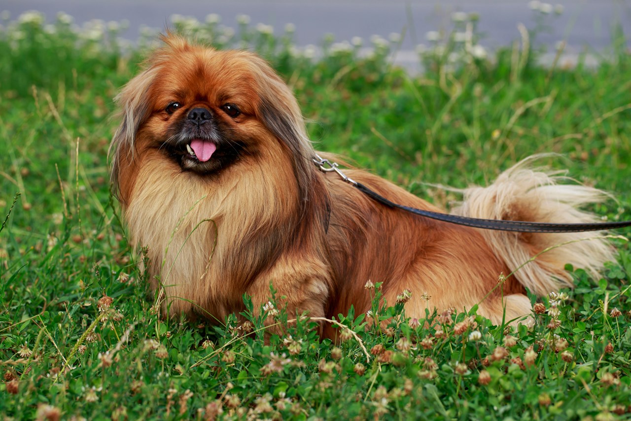 Pekingese Dog enjoying walk on grass flower field wearing a leash