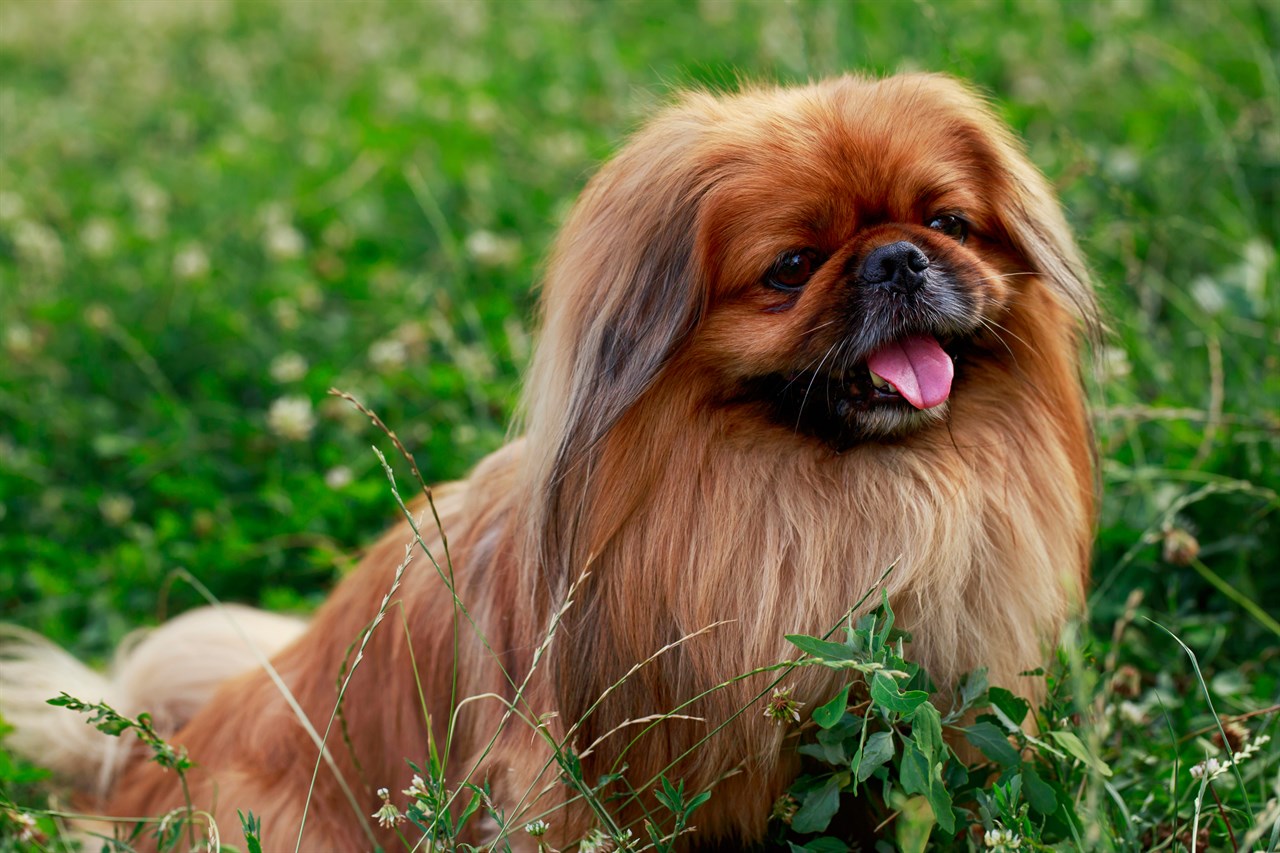 Brown Pekingese Dog sitting on its lower back smiling at camera