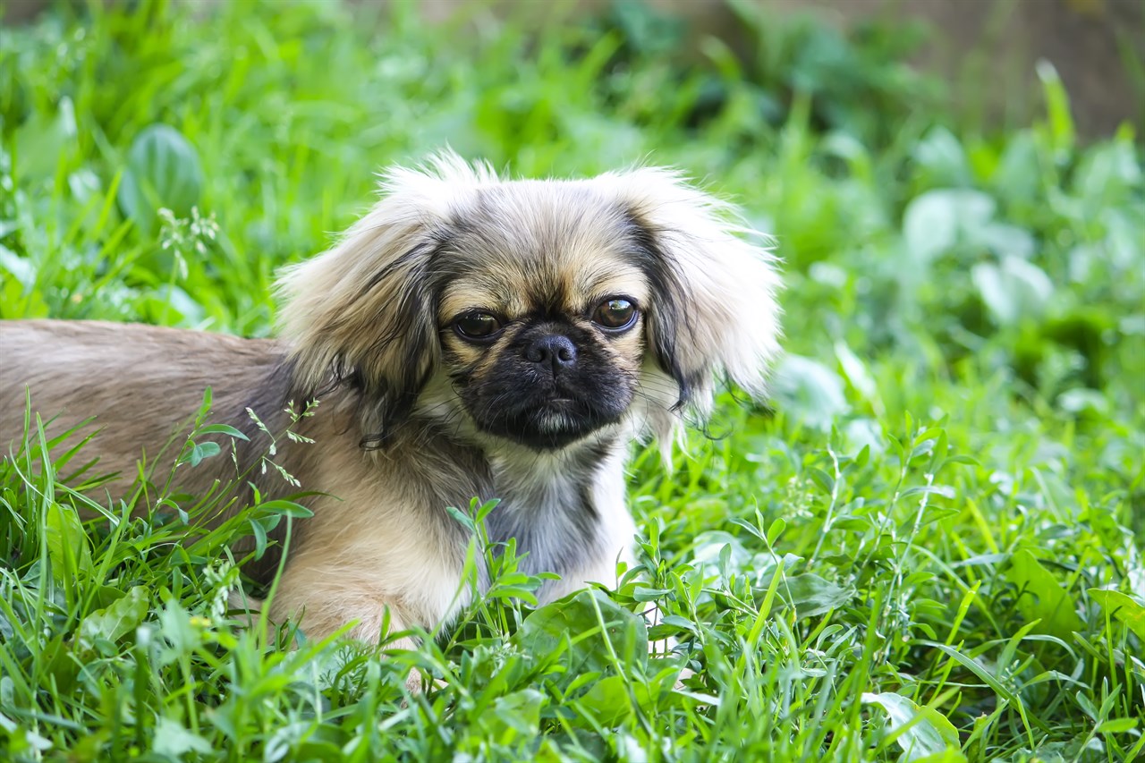 Close up view of Pekingese Dog looking towards camera