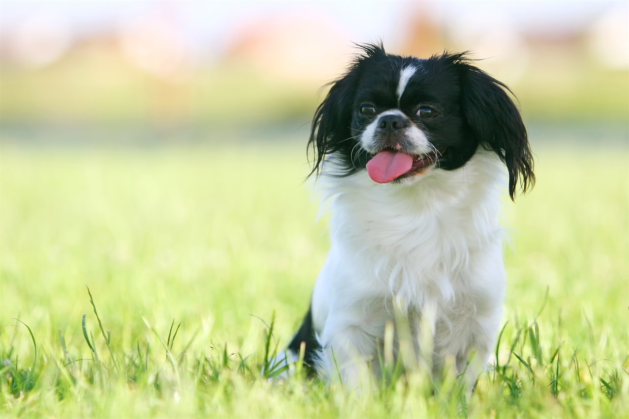 Black and white Pekingese Dog sitting on its lower back with tongue sticking out