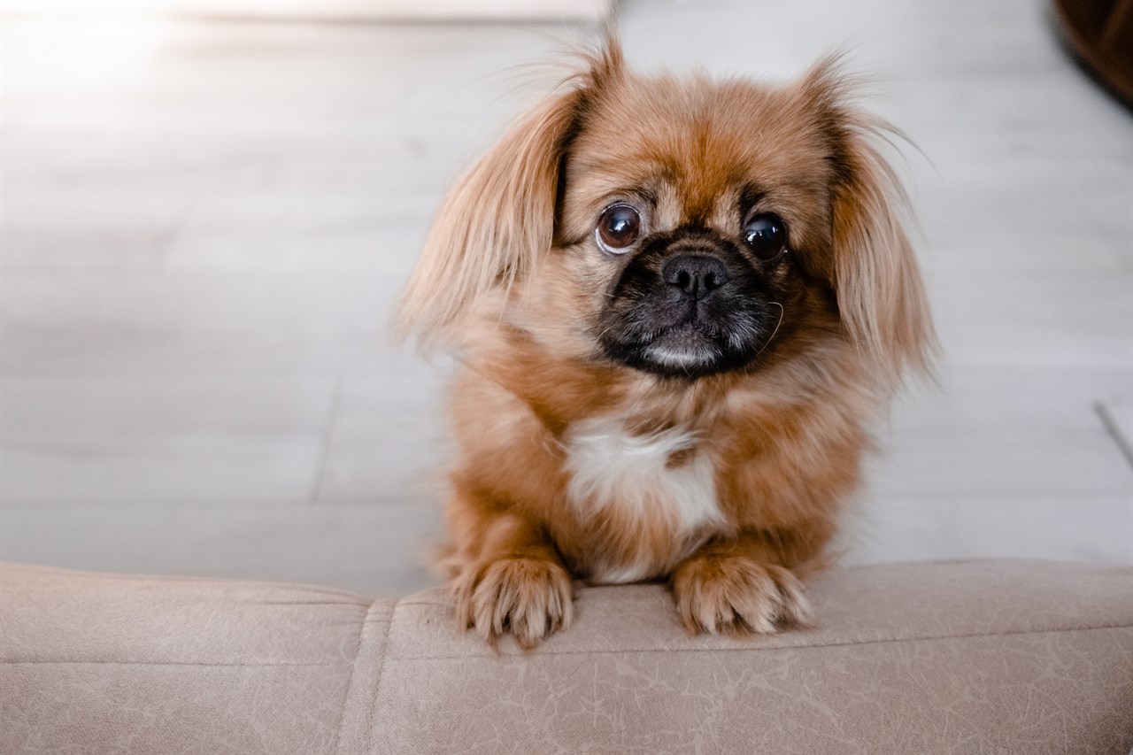 Cute Pekingese Puppy standing up on the side of the sofa