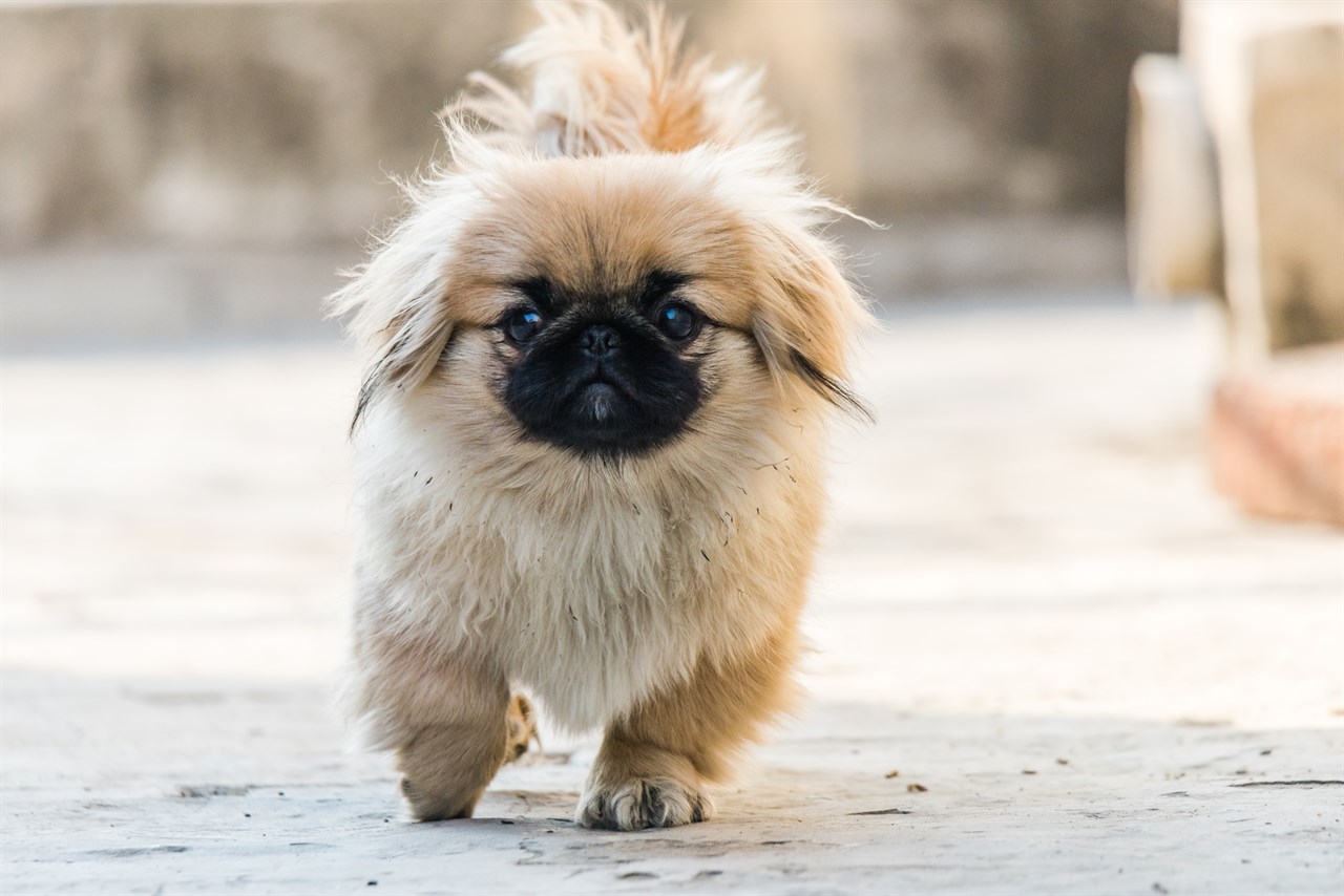 Pekingese Puppy enjoying outdoor walking on concrete ground