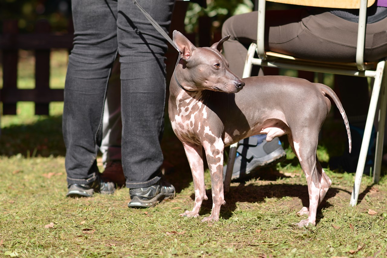 Peruvian Hairless Dog standing outdoor on sunny day with its owner