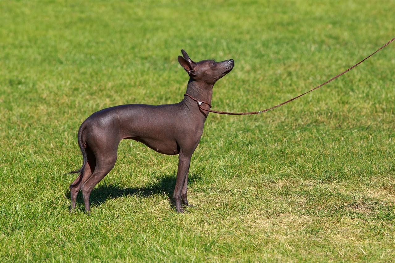 Side view of Peruvian Hairless Dog standing on green grass