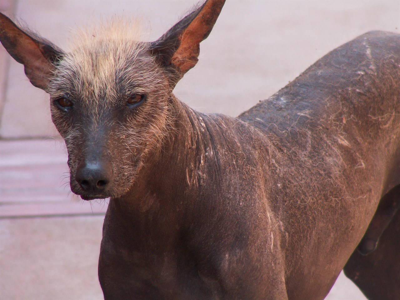 Close up view of Peruvian Hairless Dog looking at camera