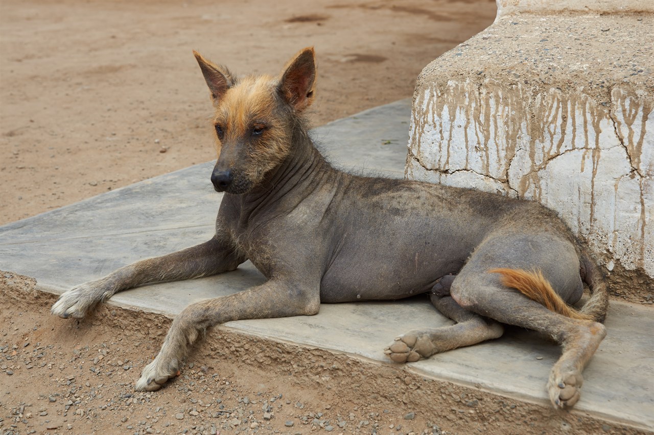 Peruvian Hairless Dog lying on the side of the dirt ground