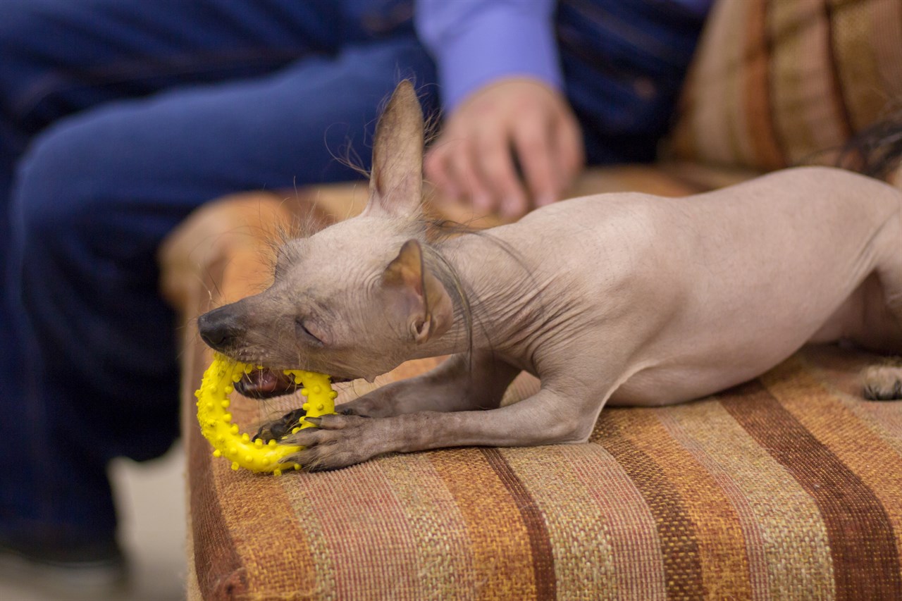 Peruvian Hairless Puppy playing with yellow chew toy on top of the sofa