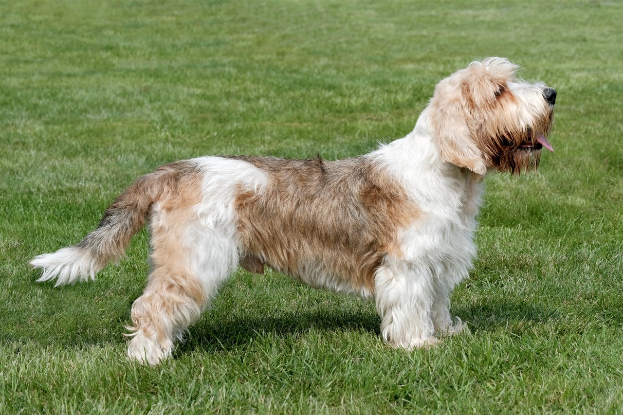 Side view of Petit Basset Griffon Vendeen Dog standing on green grass