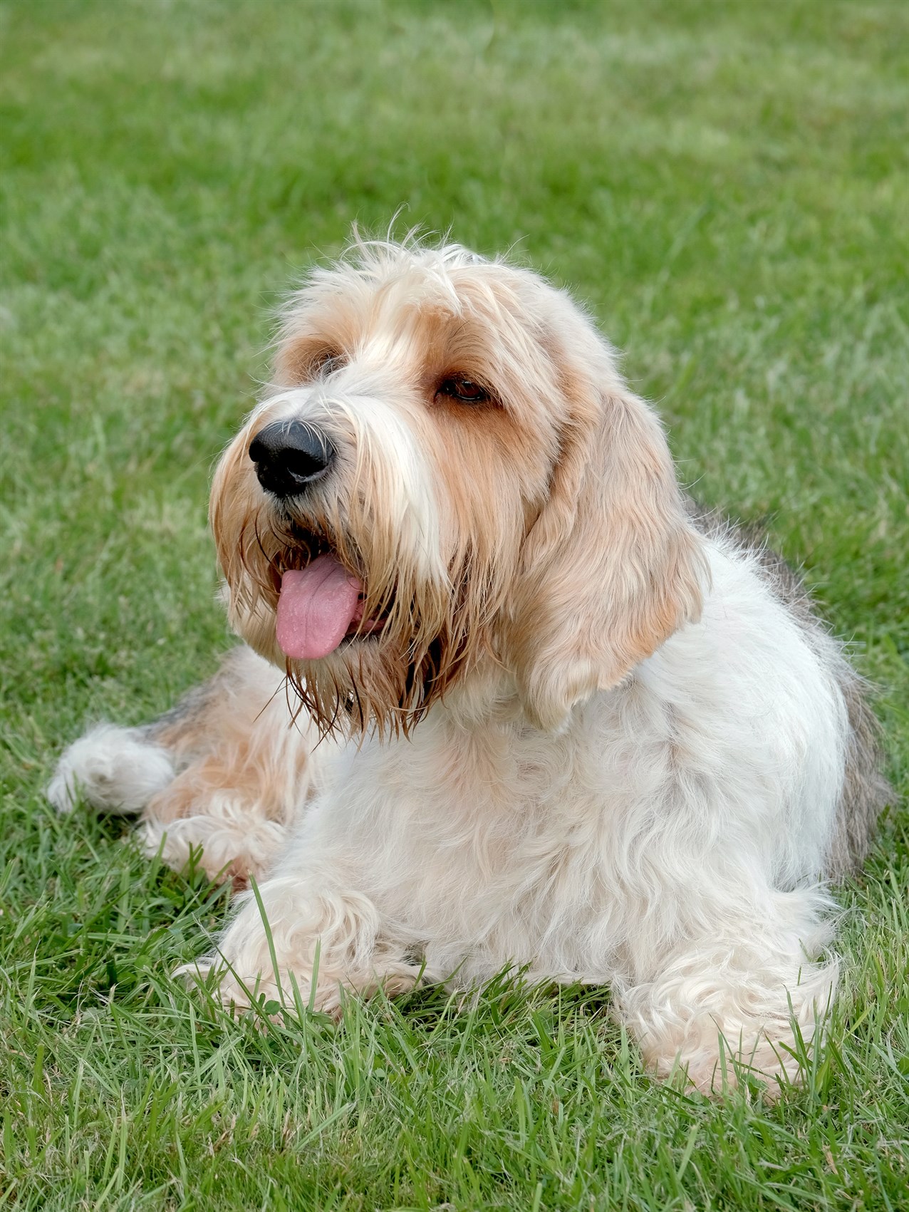 Petit Basset Griffon Vendeen Dog lying on green grass with tongue sticking out