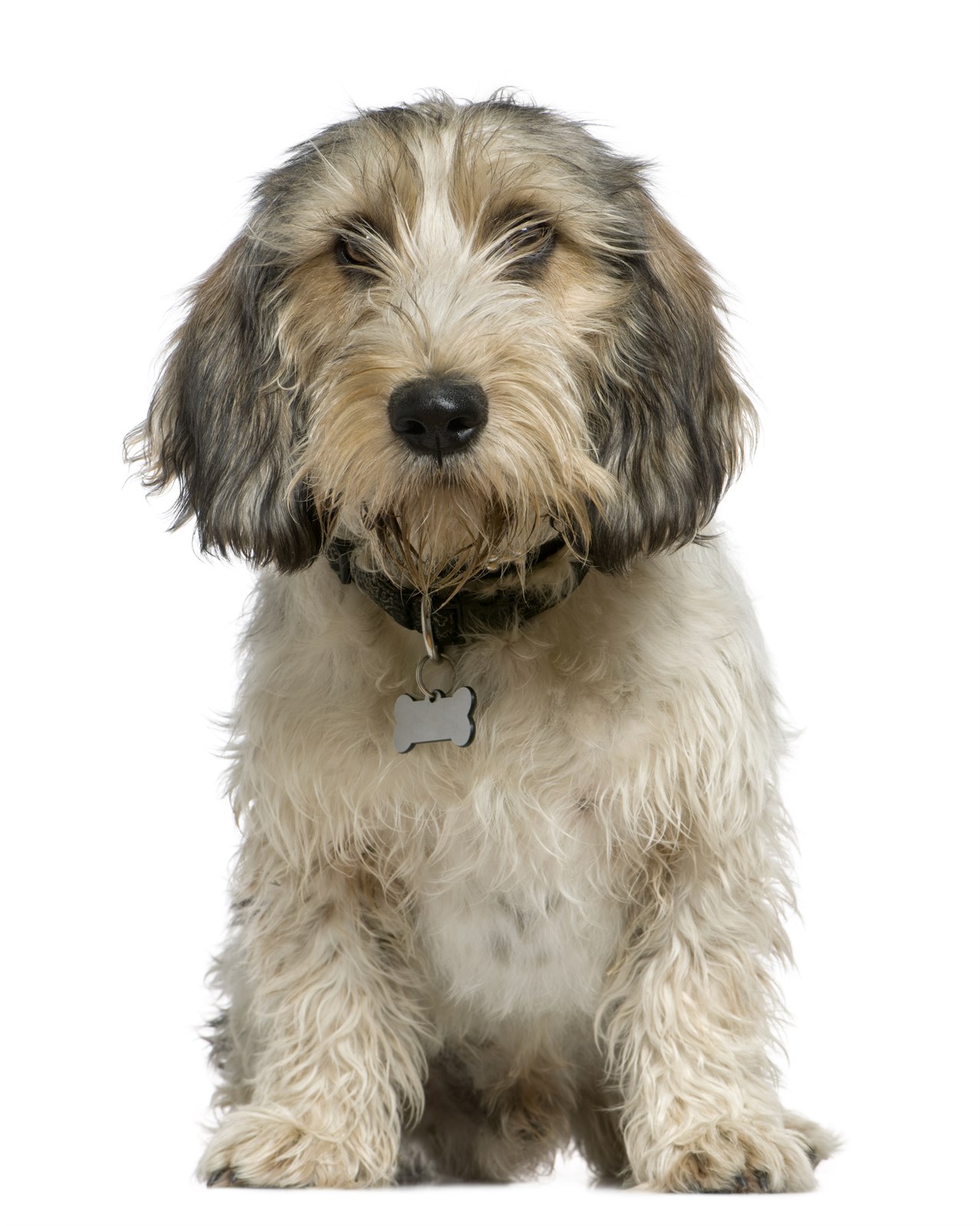 Petit Basset Griffon Vendeen Puppy looking straight towards camera with white background