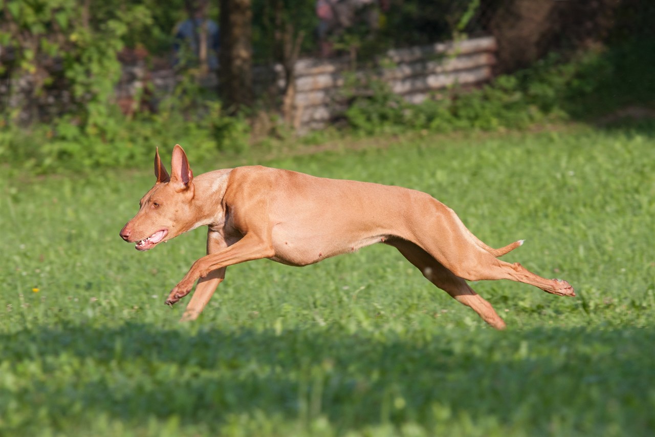 Pharaoh Hound Dog jumping over green grass field