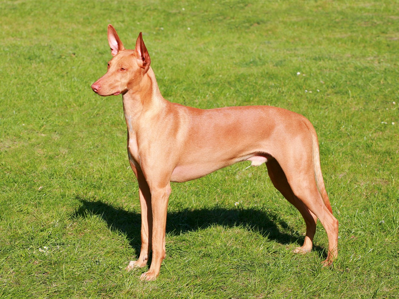 Side view of Pharaoh Hound Dog standing on green grass