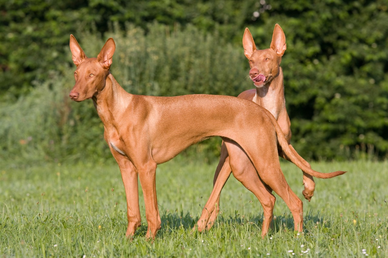 Two Pharaoh Hound Dogs enjoying outdoor near shrubs and pine tree