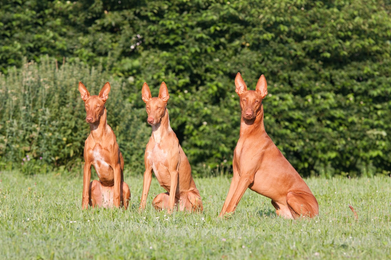 Three Pharaoh Hound Dogs sitting on their lower back in the middle of flower grass