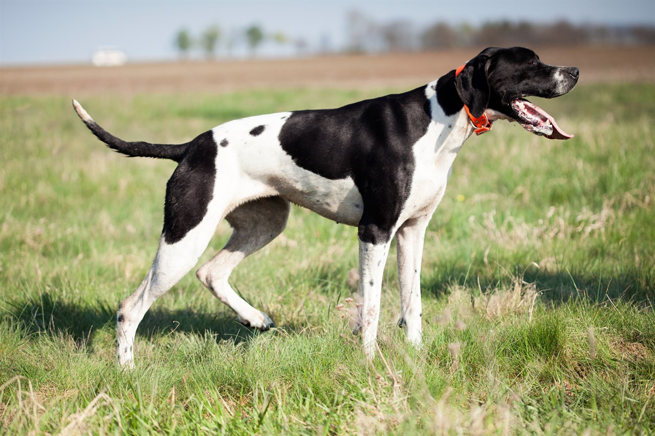 Pointer Dog smiling wide enjoying outdoor on grass field