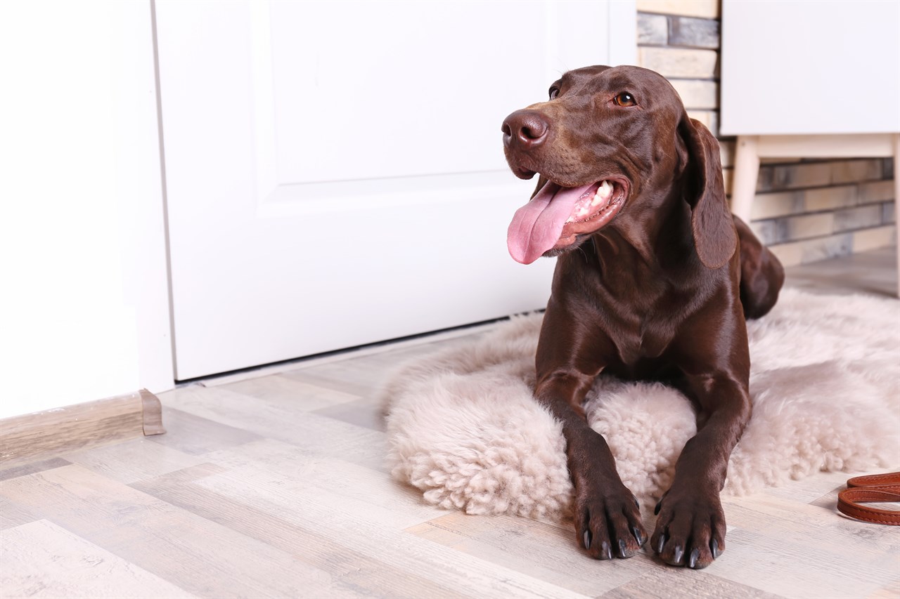 Pointer Dog sitting in the house on thick brown carpet smiling