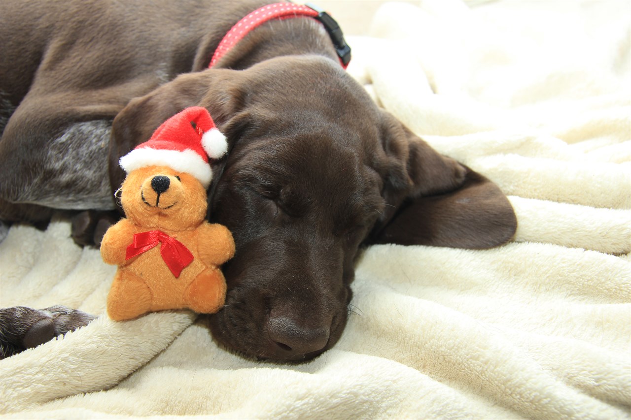 Pointer Puppy sleeping with thick blanket next to tiny bear doll