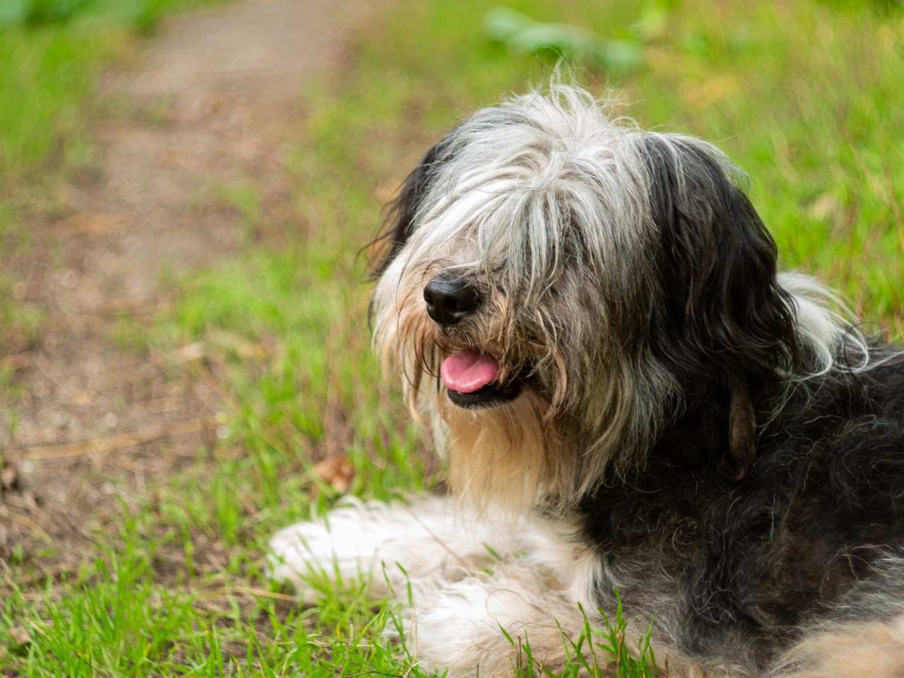 Polish Lowland Sheepdog Dog sitting on patchy green grass smiling