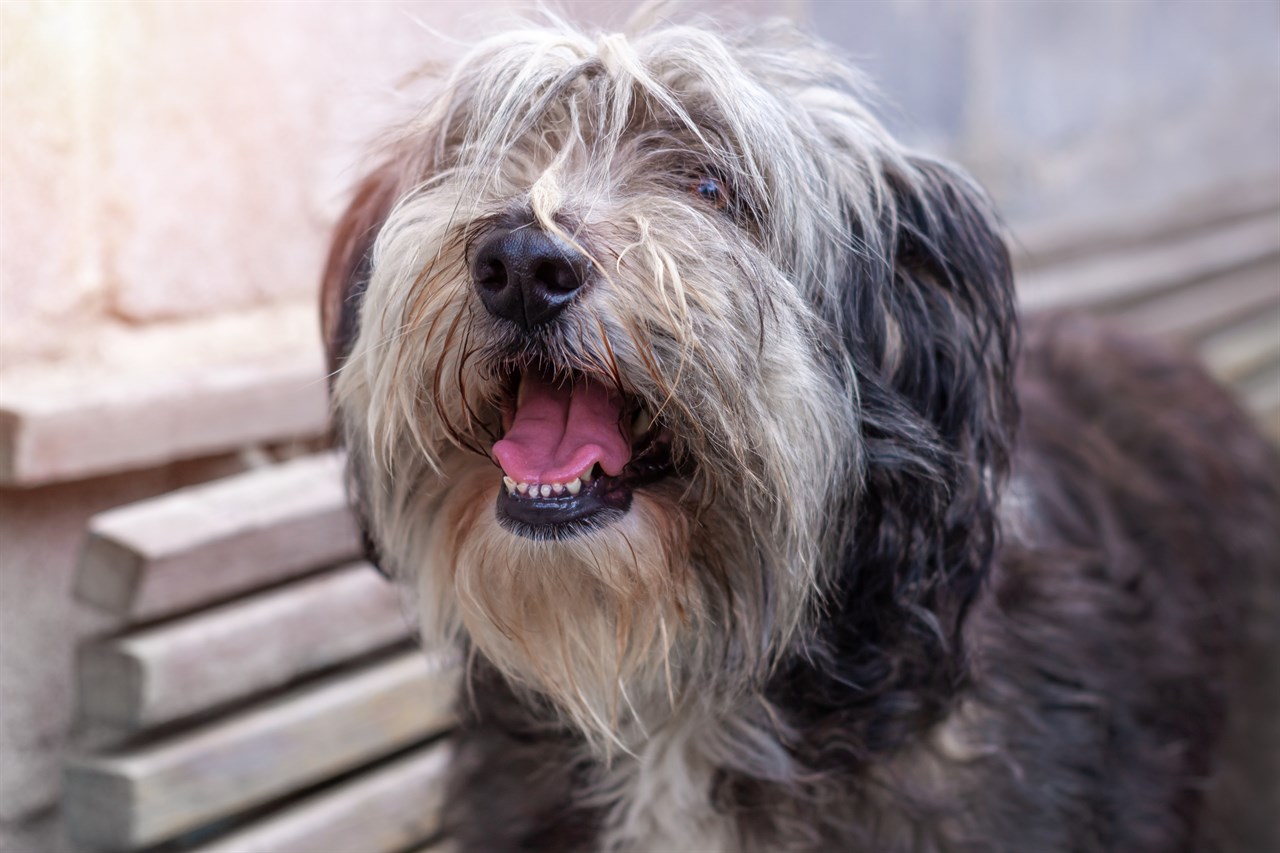 Polish Lowland Sheepdog Dog smiling wide at camera on top of wood bench