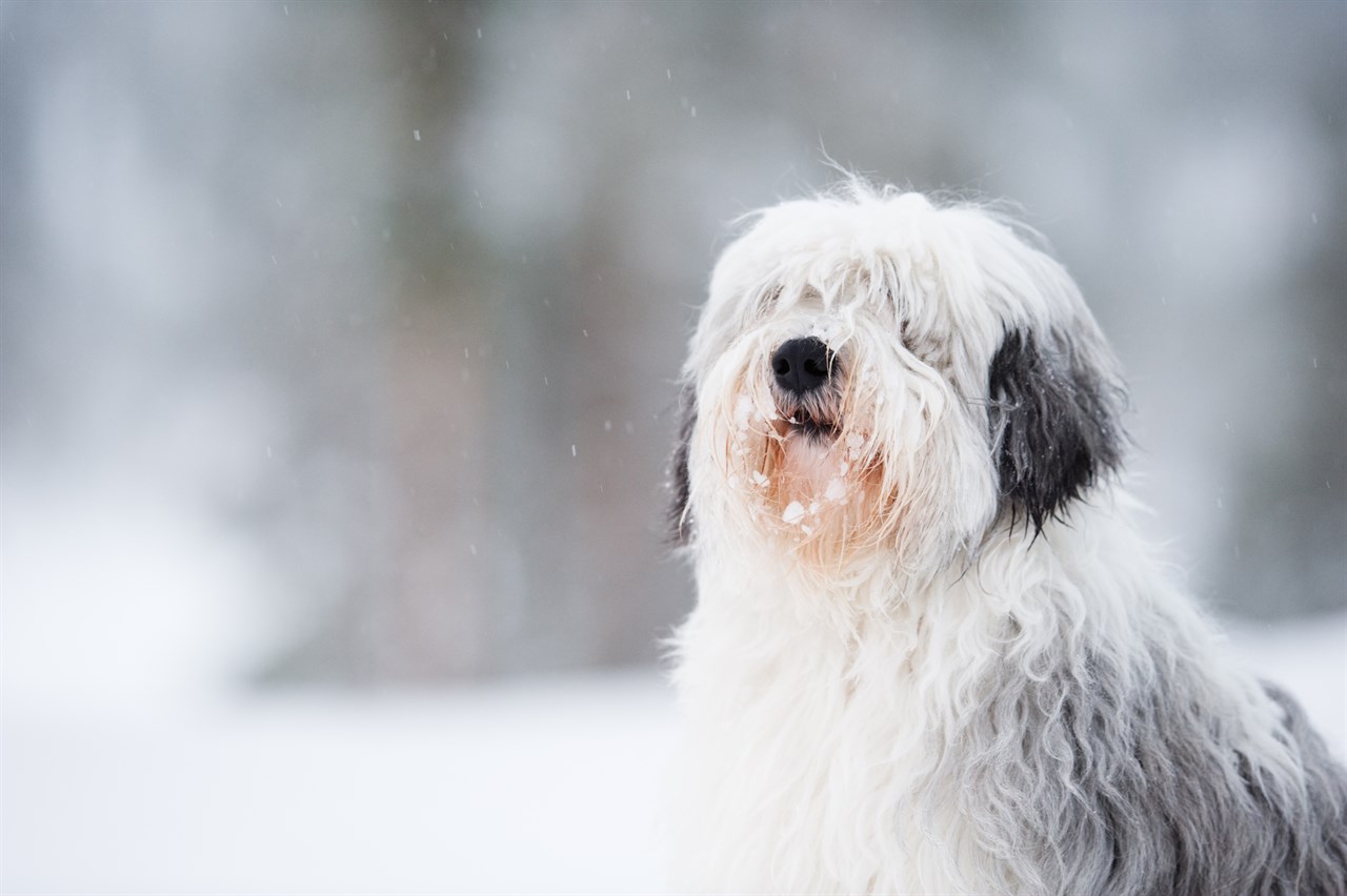 Polish Lowland Sheepdog Dog enjoying snowy day