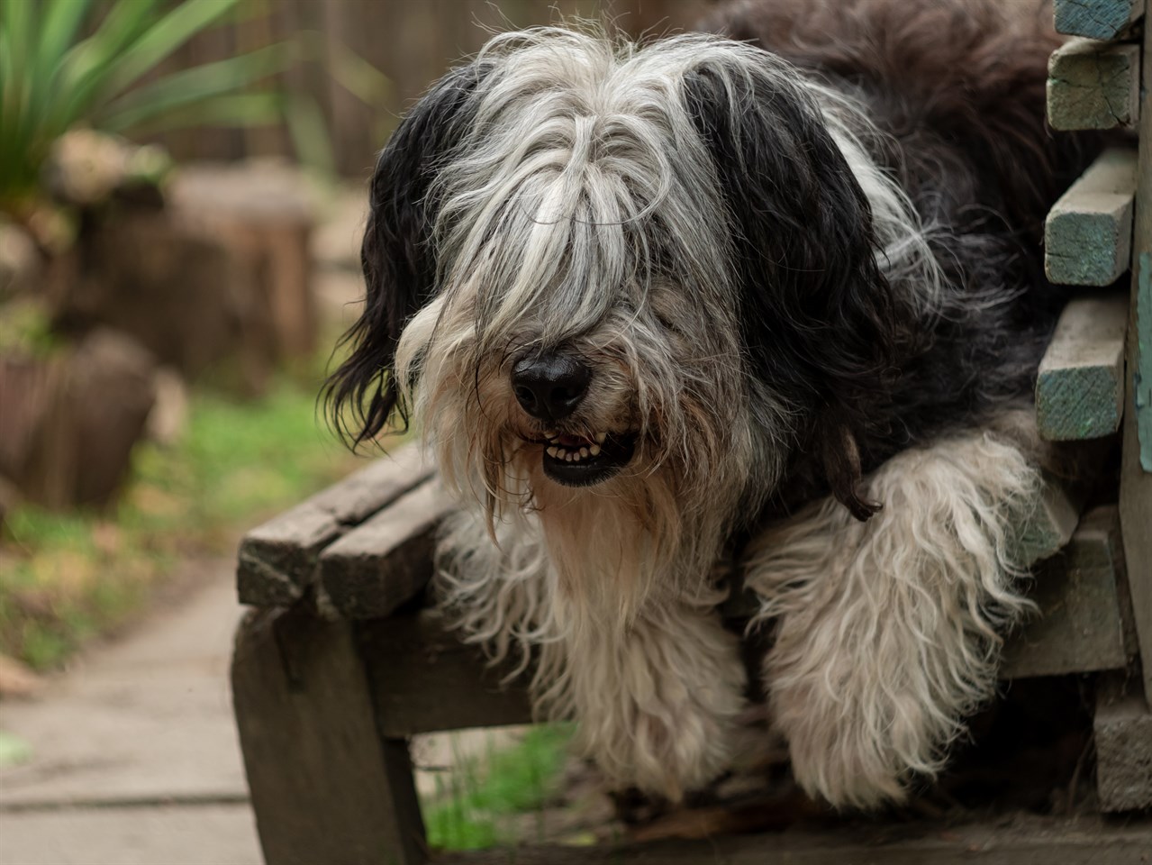 Polish Lowland Sheepdog Dog sitting on a park wood bench