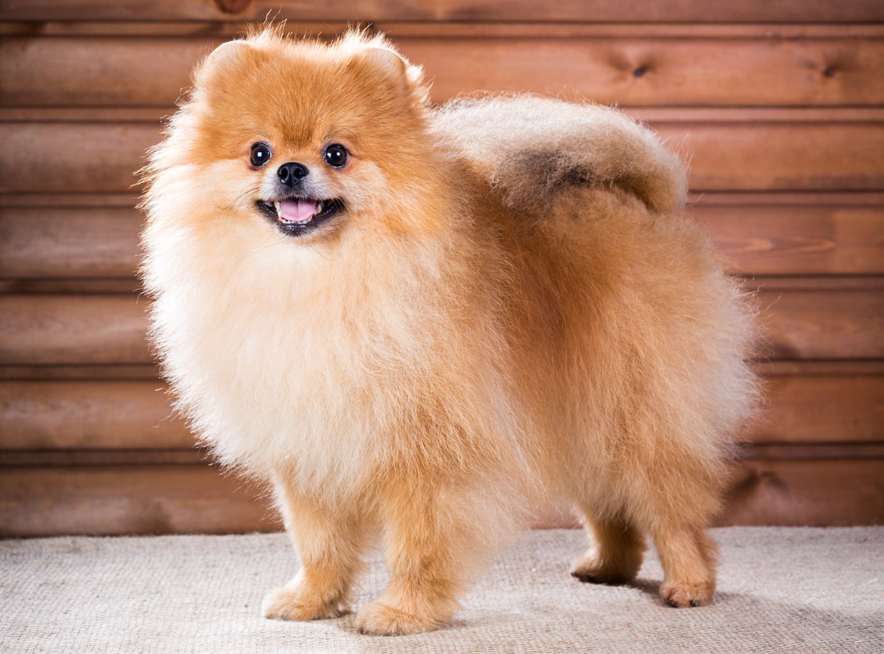 Pomeranian Dog standing indoor on grey carpet with brown background