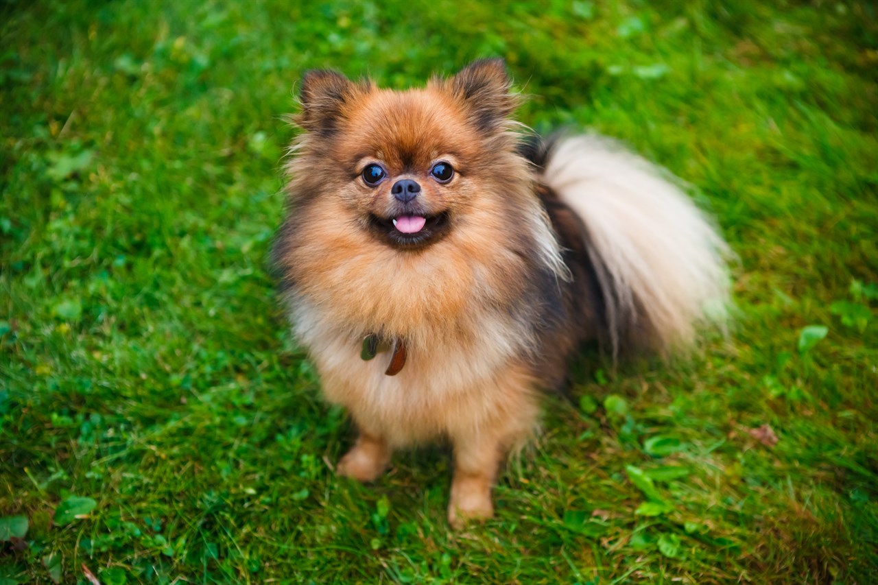 Pomeranian Dog standing on green grass looking up smiling towards camera